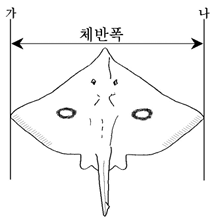 체반폭 측정 기준